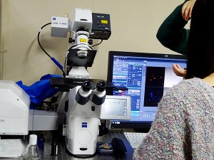 Laser scanning confocal microcopy